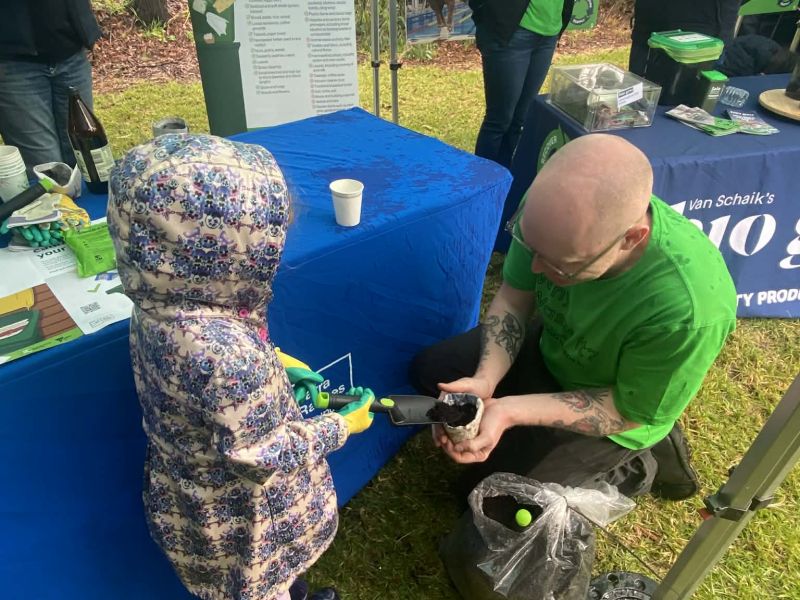 Planting tomato seedlings